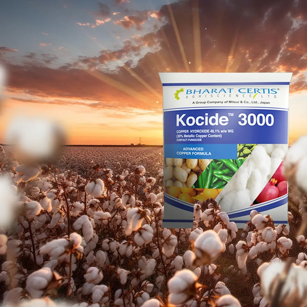 Safeguarding Cotton Crops with Kocide Fungicide